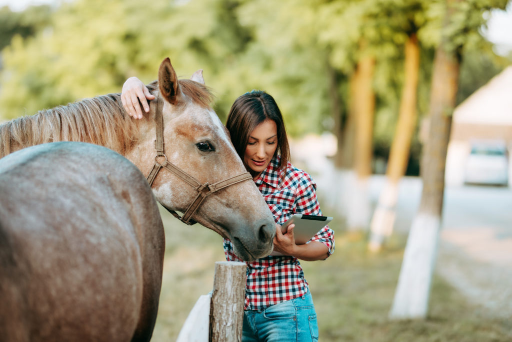 Veterinarian working with horse on a farm.