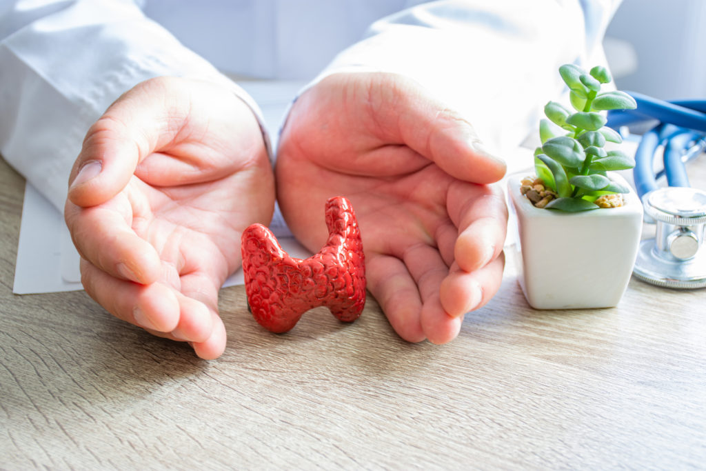 Doctor displaying a faux thyroid hormone gland.